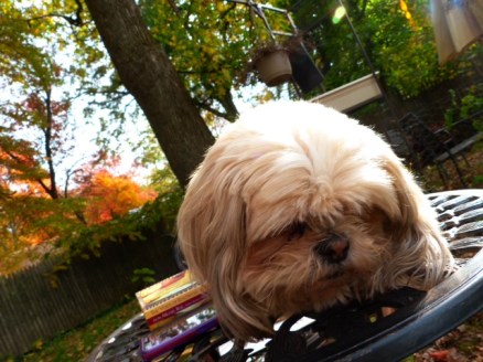michelle bernard's dog